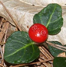 Partridgeberry (photo by Webmaster)