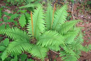 Fertile stems of Osmunda cinnamomea (cinnamon fern) (photo by Ben Kimball for the NH Natural Heritage Bureau)