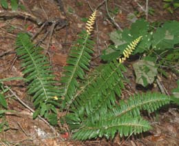 Christmas fern (photo by Webmaster)