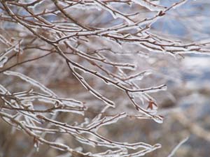 Frozen branches (photo by Webmaster)