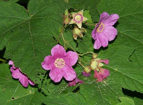 Purple-flowering raspberry (photo by Webmaster)