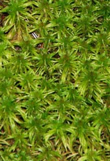 Sphagnum moss (photo by Webmaster)