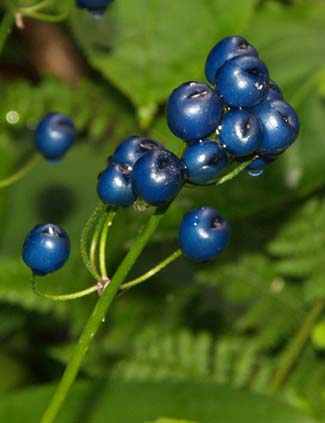 Bluebead lily berries on the East Pond hike (photo by Webmaster)