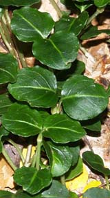Partridgeberry leaves (photo by Webmaster)