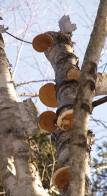 "Pancake" fungi on birch tree (photo by Webmaster)