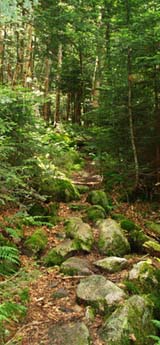 Skookumchuck Trail (photo by Webmaster)