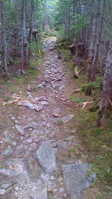 Trail with a grouse on it (photo by Bill Mahony)