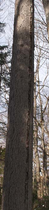 Vertical groove on tree trunk due to lightning strike (photo by Webmaster)