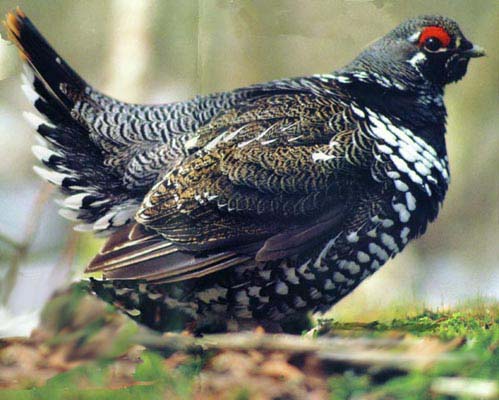 Spruce grouse (photo by James Horner)