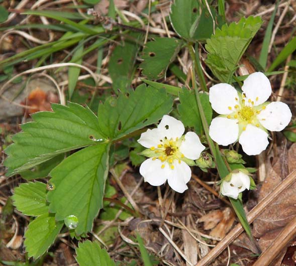Common strawberry plant's leaves and flowers (photo by Webmaster)