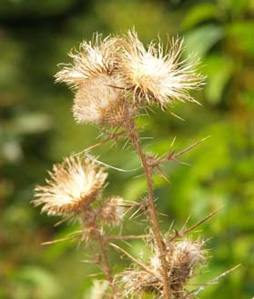 Dried thistle (photo by Webmaster)