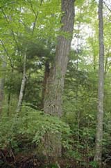 Nyssa sylvatica (black gum) is an uncommon tree that can be found at Manchester Cedar Swamp (photo by Ben Kimball for the NH Natural Heritage Bureau)