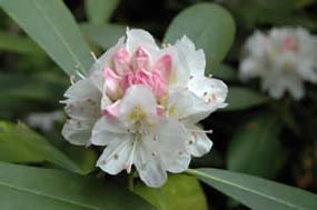 Rhododendron maximum (giant rhododendron) (photo by Ben Kimball for the NH Natural Heritage Bureau)