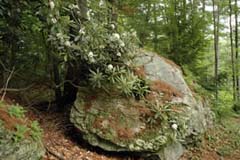 Rock with Rhododendron maximum (giant rhododendron) (photo by Ben Kimball for the NH Natural Heritage Bureau)