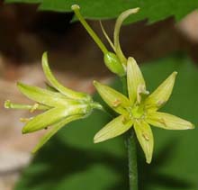 Yellow clintonia (photo by Webmaster)