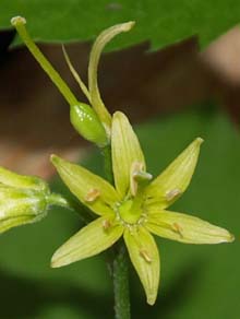 Yellow clintonia flowers on the Midstate Trail (photo by Webmaster)
