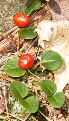 Partridgeberry (photo by Webmaster)