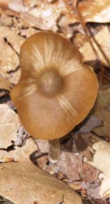 Mushroom (photo by Webmaster)
