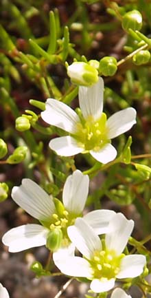 Mountain sandwort on Pemetic Mountain (photo by Webmaster)