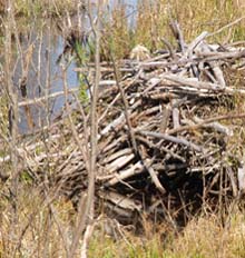 Beaver lodge on Stanley Slide Brook (photo by Webmaster)