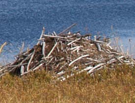 Beaver lodge at Cherry Pond (photo by Webmaster)