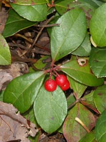 Wintergreen with berries (photo by Webmaster)