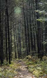 Lowland Spruce – Fir habitat (photo by Ben Kimball for NH Natural Heritage Bureau)