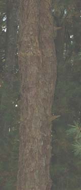 Pitch pine trunk (photo by Webmaster)