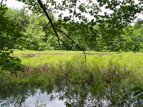 Shrub-filled June Pond (photo by Webmaster)