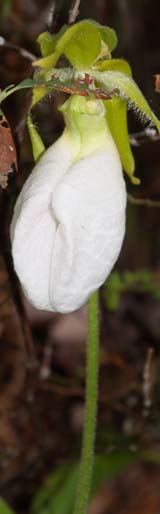 White form of the pink lady's slipper (photo by Webmaster)