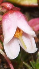 Mountain cranberry flower–greatly enlarged (photo by Webmaster)
