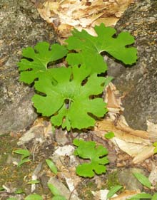 Bloodroot leaves (photo by Webmaster)