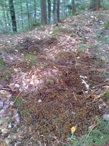Moose scat covering the ground (the dark brown areas) (photo by Bill Mahony)