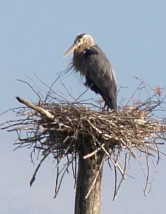 Great blue heron at its nest (photo by Webmaster)