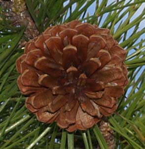 Pitch pine cone (photo by Webmaster)