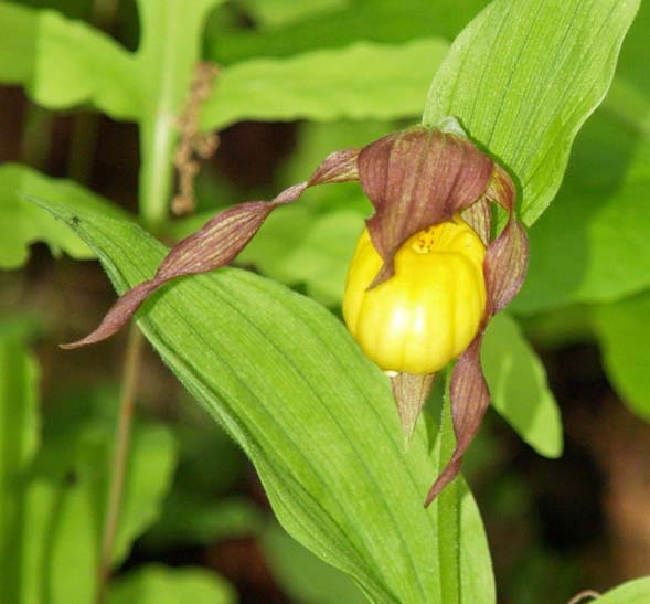 Yellow lady's slipper at Weeks State Park (photo by Webmaster)