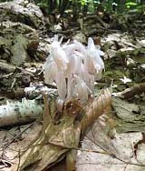 Indian pipe growing up through leaf litter (photo by Sue Murphy)