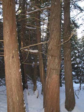 Cedar grove (photo by Webmaster)