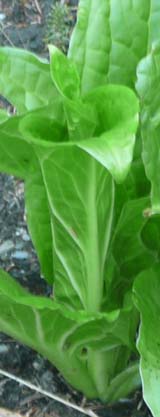 Unfurling skunk cabbage leaves (photo by Chip Lary)