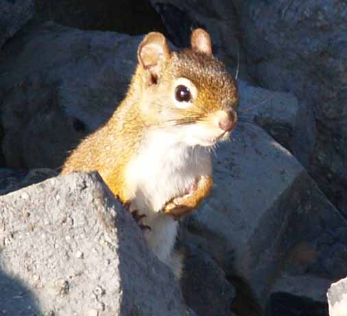 Red squirrel on Mt. Hale summit cairn (photo by Webmaster)